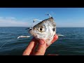 The Best Bait To Have While Fishing