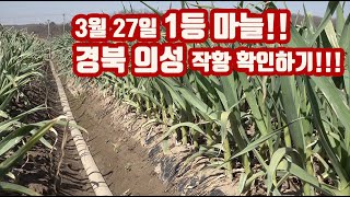 마늘 줄기가 고르게 두껍다???? 왜????? 의성마늘농장 현장 방문!!!