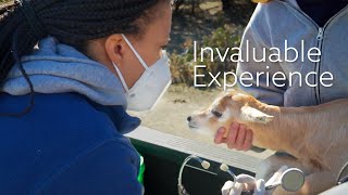 Vet Preceptorship Inspires Next Generation