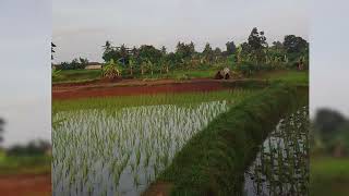 Download lagu Pemandangan Sawah Hijau yang Menenangkan 🌾 mp3