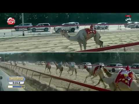  ش 5 بندقية زمول مفتوح (فريح) منصور سعد بن قذلة الإحبابي 12:31:37 ، ختامي المرموم 2026/4/1 