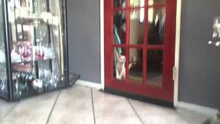 dazzle trying to get in haha