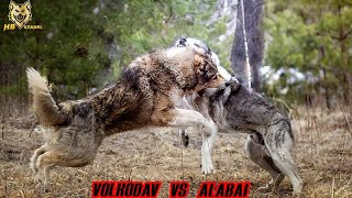 Caucasian Volkodav vs Alabai Dog | Which One is the Strongest ?