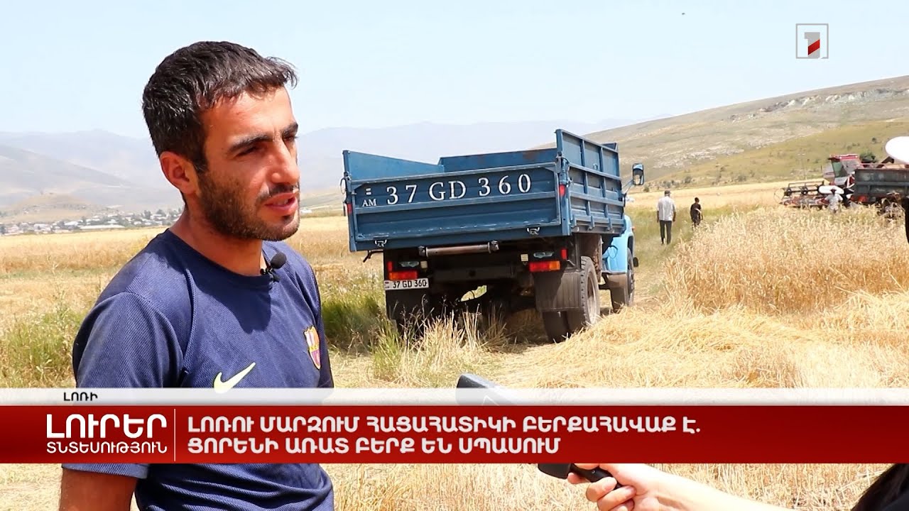 Լոռու մարզում հացահատիկի բերքահավաք է. ցորենի առատ բերք են սպասում