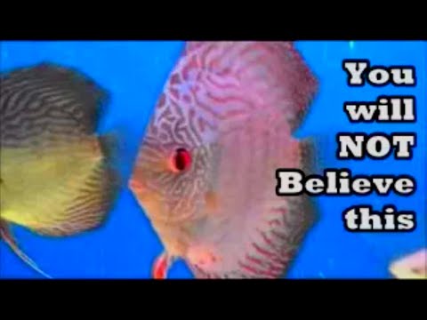 Discus fish with goldfish online