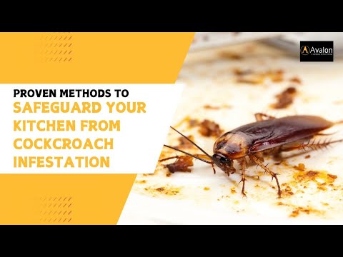 Proven Methods to Safeguard Your Kitchen from Cockroach Infestation