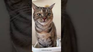 Download lagu How does your cat say I love you? #cat mp3