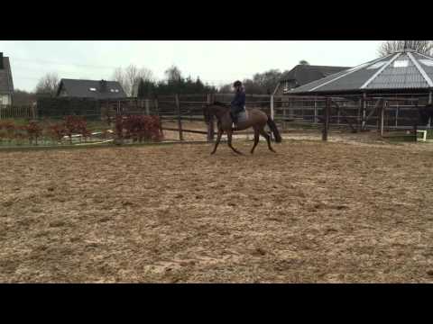 4 years old gelding by Eldorado vd Zeshoek SOLD