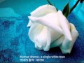 Human Drama - A single white rose