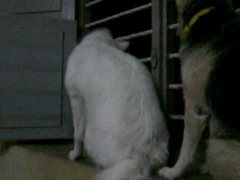 Naag lovely Dolley(2)