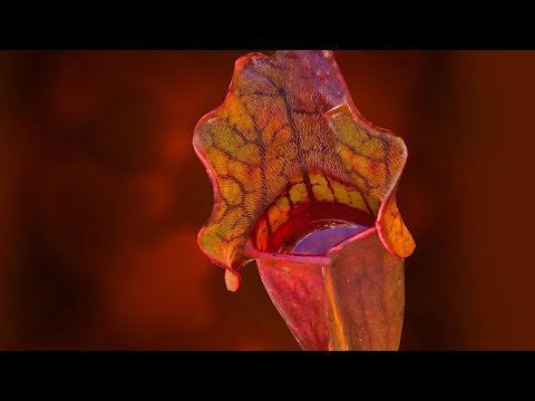 SARRACENIA CARE CONDITIONS | PITCHER PLANT