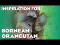 13 Real Orangutan Habitats Planet Zoo Inspiration