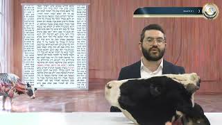 📏מסכת חולין בהמחשה חיה! דף י' ע"א / כ"ח ע"א: עיקור סימנים - פרק 4🩸| הרב שמעון אופן בהמחשה ויזואלית📸
