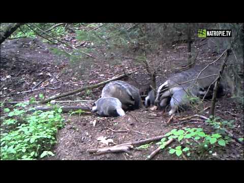 #natropie | Wigierskie borsuki