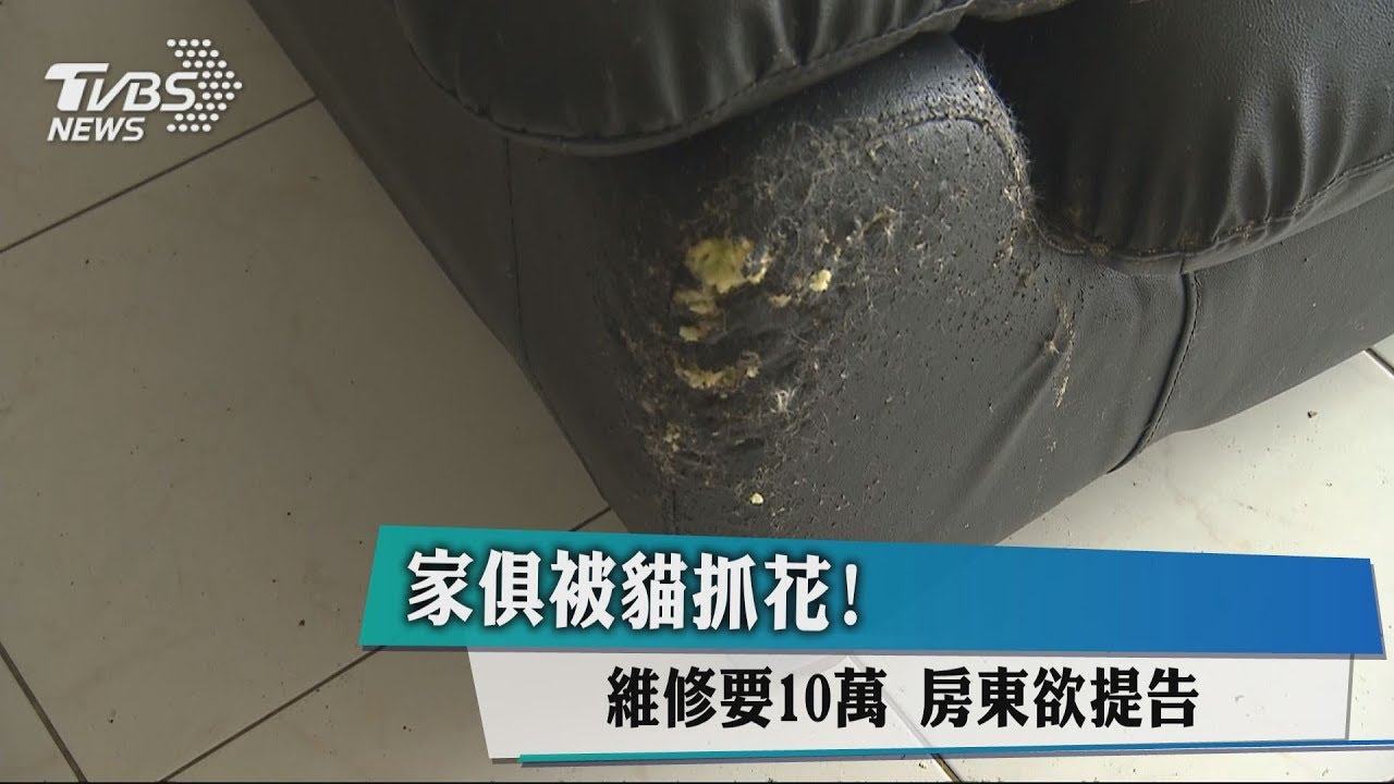 家具被貓抓花!維修要10萬元 房東欲提告