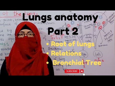 Lungs | part 2 | root of lungs| relations| Bronchial tree | thorax anatomy |ayesha medical education
