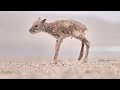 Rare footage of female Tibetan antelope giving birth in snowy valley