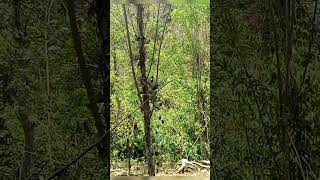 Download lagu Burung jingjing batu yg nyamber mp3