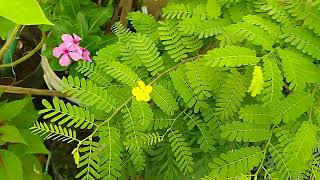 Imlli plant