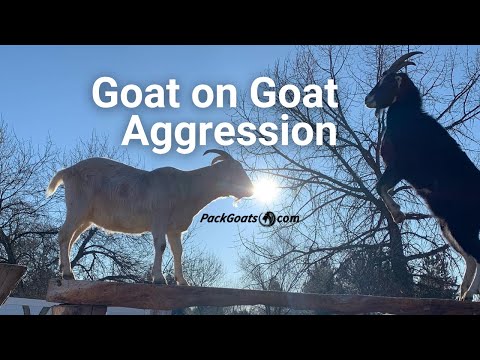 , title : 'Goat Behavior Goat on Goat Aggression'