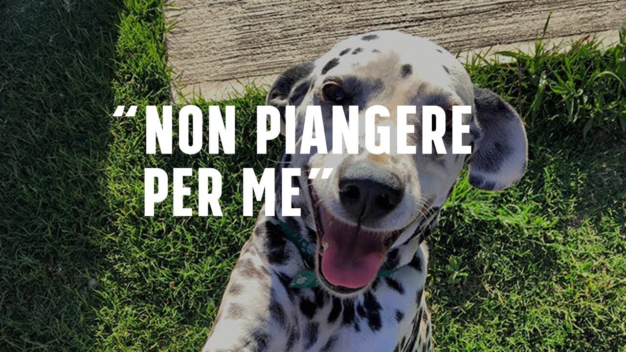 Non piangere per me.... la lettera di addio di un cane al suo padrone