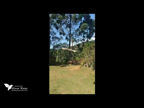 Coruja voa para a liberdade na ASAS Nina Rosa