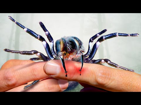 Bite from the Deadliest Spider! Needs Treatment