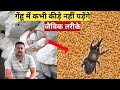 Watch this video before storing wheat to avoid insects and mites. organic methods |agritech rishi