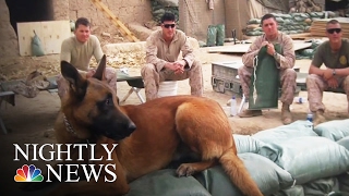 ‘He Saved My Life’: Vet with PTSD Reunited with Dog Four Years Later | NBC Nightly News