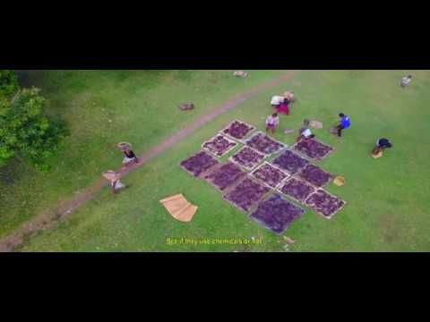 The Vanilla Process & Giving Back - Synergy Flavors