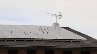 すずめイリュージョン