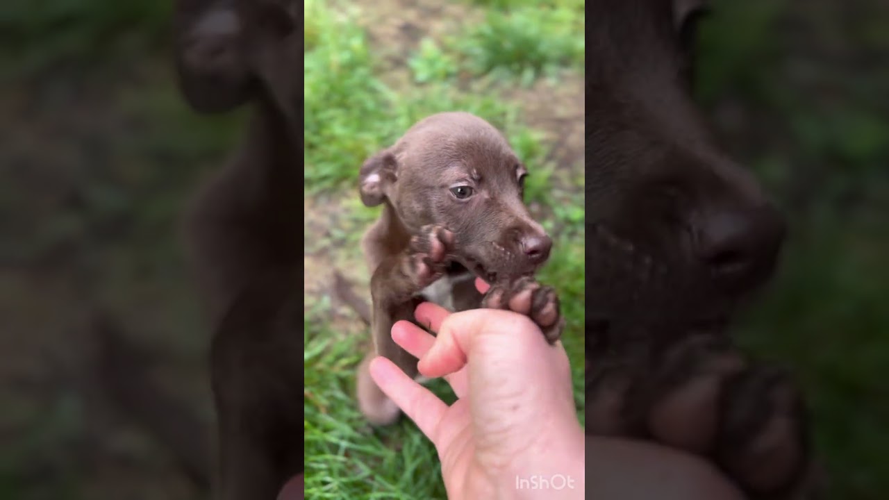 Enlarge Marina, a Adoptable mixed breed in Warrenton, VA video 4/6