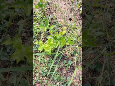 #Mullai#2nd #step#growth##narture#lifeisbutadream # Tranding#farming #ihavethisthingwithplant#short