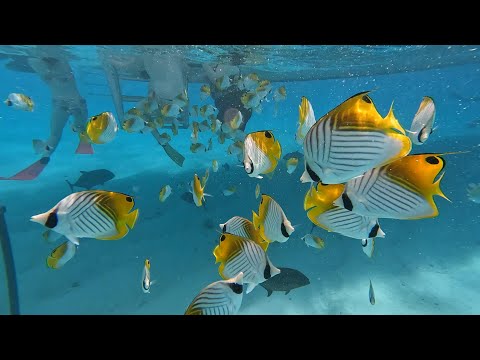 Rarotonga, Koka lagoon Cruise