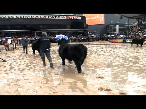 Campeón Ternero 2010 - Gambeta