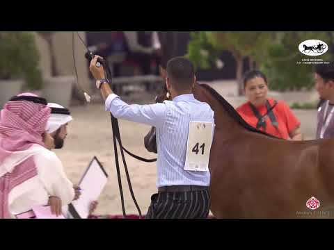 N 41 FD GHAFAH   EAHS National A H  Championships 2022   Yearling Fillies Section B Class 1B