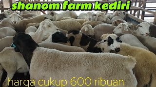 Download lagu SHEEP SALE 600 THOUSANDS, ABUNDANT STOCK AT Shanom Farm Kediri WA 085784193257 mp3 Download lagu SHEEP SALE 600 THOUSANDS, ABUNDANT STOCK AT Shanom Farm Kediri WA 085784193257 mp3