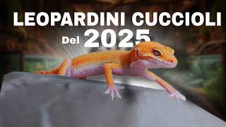 BABY GECHI LEOPARDINI 2025 – PARTE 2 | DISPONIBILI PER LA CESSIONE