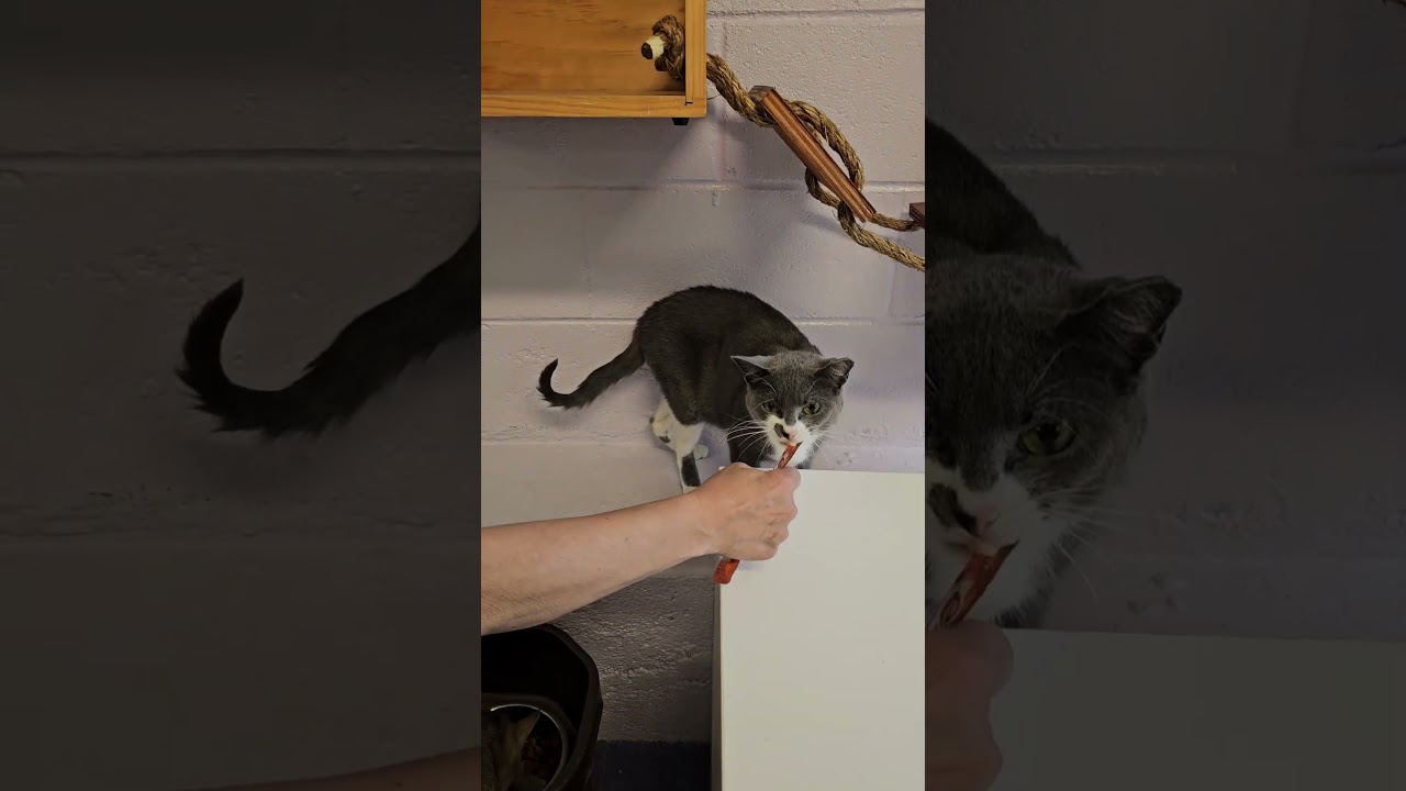 Enlarge Vanna, a ADOPTABLE Domestic Short Hair in Harrison, NY video 2/6