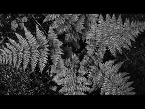 Populous — Guadeloupe