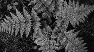 Populous — Guadeloupe