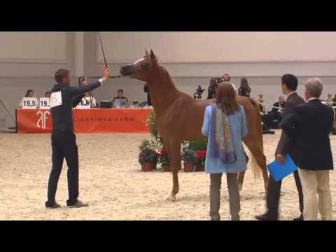 Berlin Cup Werder 2013 - Colts 2 years old (Class 7) - N.15 EXOTIC SADIIQ
