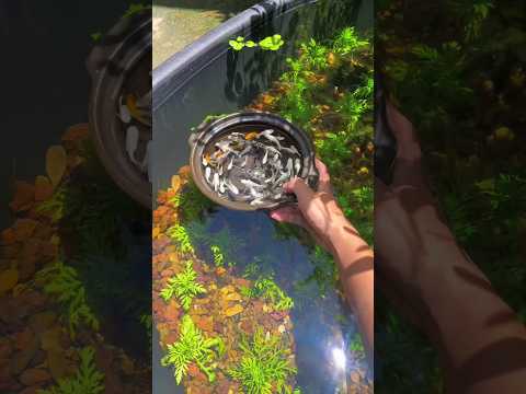 Molly fish outdoor pond setup😍❤. how to breed molly fish in pond. DIY molly fish pond setup