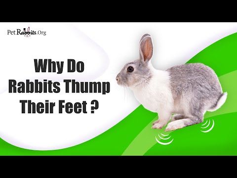 YouTube video about: How many legs does a rabbit have?
