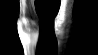 Mohammad - 'Sakrifis' (PAN) (Official Video)