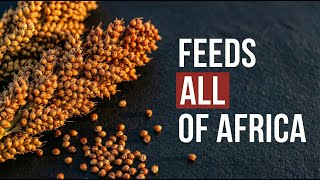 Better Than Wheat: The Grain That Feeds ALL Of Africa Without Irrigation