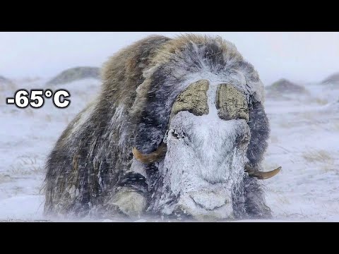 Titan Of The Arctic Musk Ox. An Incredible Fight for the Life of Musk Oxen.