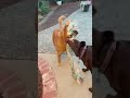 Backyardigans