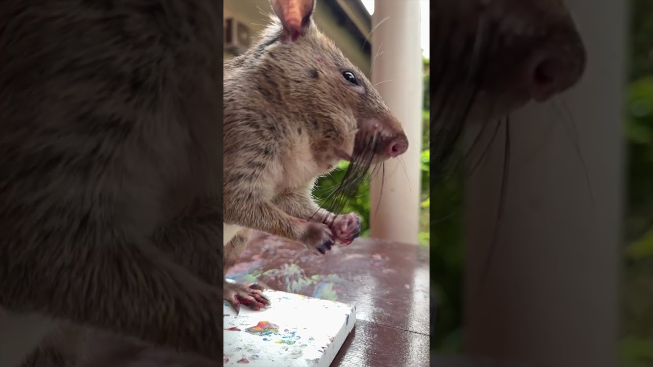 Valentine Week Rat Painting Auction