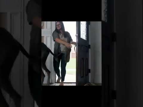 Great dane is the world's Tallest Dog   @kandve